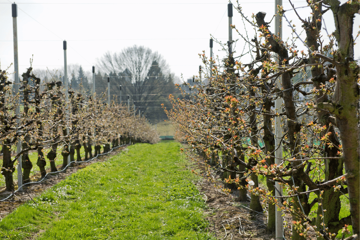 Kersenboomgaard in Zuid-Limburg van Kersenbedrijf Schaepkens