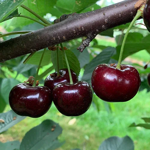 Zoete kers Bellise 1kg