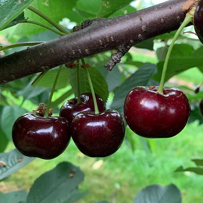 Zoete kers Bellise 1kg