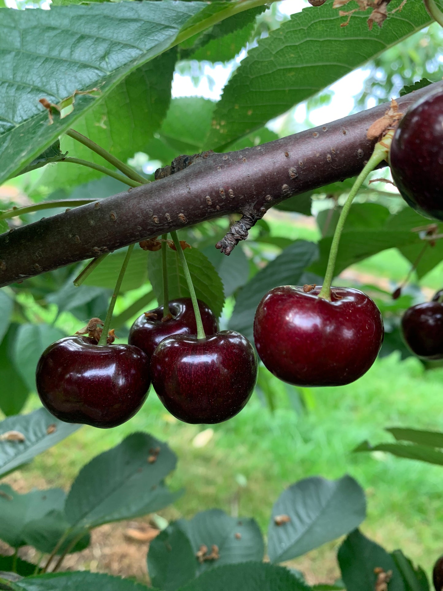 Zoete kers Bellise 1kg