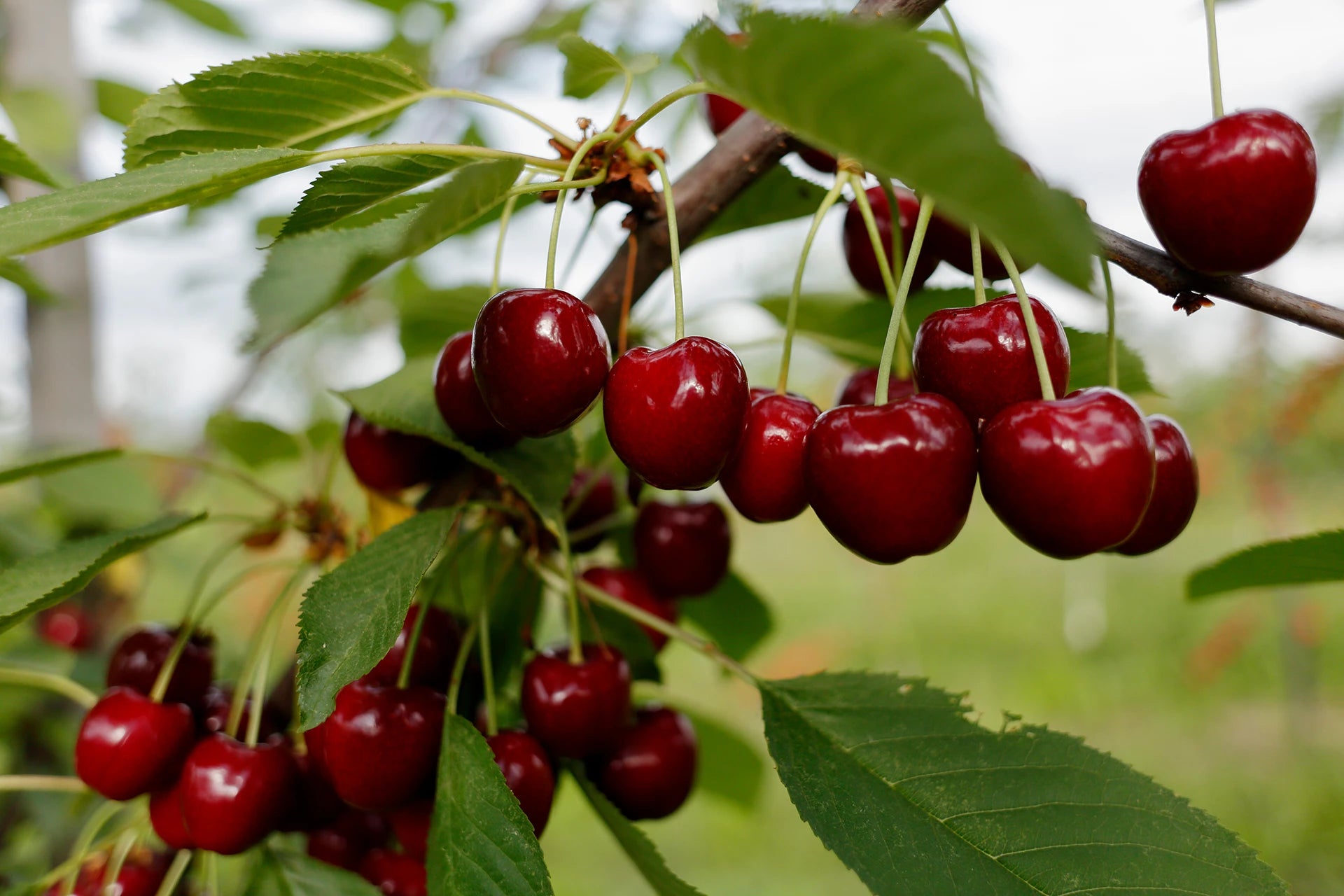 WeLoveCherries banner.webp__PID:7d5c0d45-975c-482f-bd0e-ee27f4a1e826